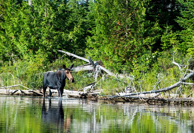20150717_081416 D4S.jpg - On Lucky Pond w Moose